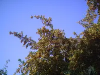Feuerdorn2.1.9.2011.webp