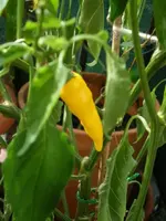 Lemon Drop.webp