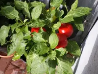 Alma Paprika.webp