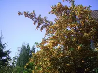 Feuerdorn3.1.9.2011.webp