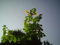 gelbe Trompete.1.9.2011.webp