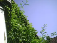 Hausgiebel.1.9.2011.webp