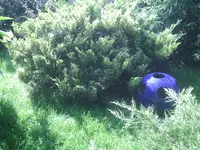 Kugel.1.9.2011.webp