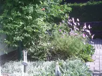 Vorgarten.1.9.2011.webp