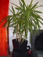 Yucca.webp