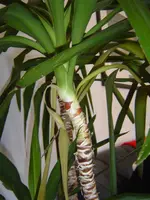yucca1.webp