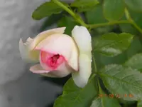 DSCN0801.webp