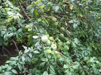 unbekannte Pflanze.webp