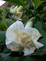 Engelstrompete230.webp