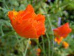 Mohn046.JPG