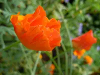 Mohn046.webp