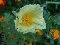 Mohn270.webp
