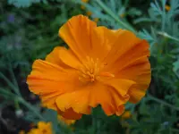 Mohn275.webp