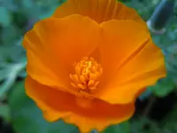 Mohn284.webp