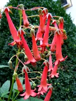 Kapfuchsie116.webp