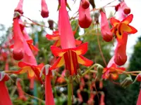Kapfuchsie120.webp