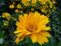 Sonnenauge085.webp