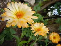 Ringelblume206.webp