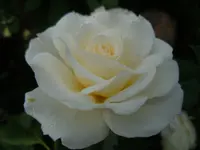 Rosen025.webp