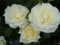 Rosen043.webp