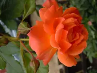 Rosen056.webp