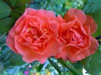 Rosen253.webp