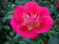 Rosen143.webp