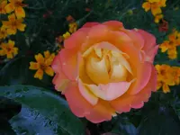 Rosen157.webp