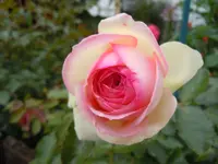 Rosen162.webp