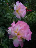 Rosen167.webp