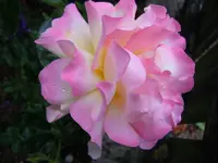 Rosen178.webp