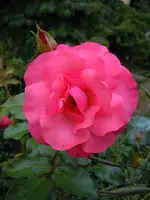 Rosen186.webp