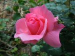 Rose021.JPG