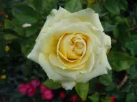 Rosen023.webp
