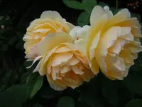 Rosen177.webp