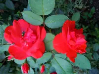 Rosen182.webp