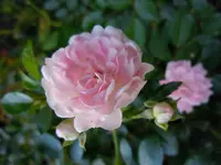 Rosen261.webp