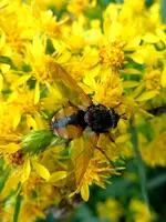 GoldruteEchteGetier096.webp