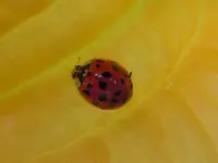Marienkäfer210.webp