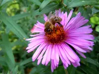 Herbstaster223.webp