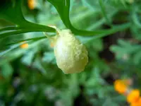 MerkwürdigesDing051.webp