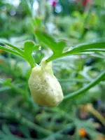 MerkwürdigesDing048.webp