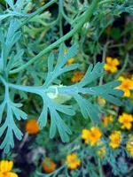 MerkwürdigesDing050.webp