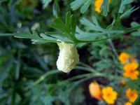 MerkwürdigesDing053.webp