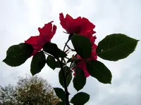 Rosen196.webp