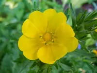 Unbekannt146.webp