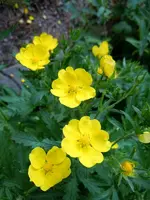 Unbekannt145.webp