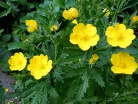 Unbekannt147.webp