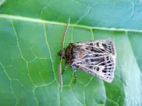 Schmetterling019.webp