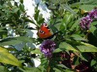 Schmetterling024.webp